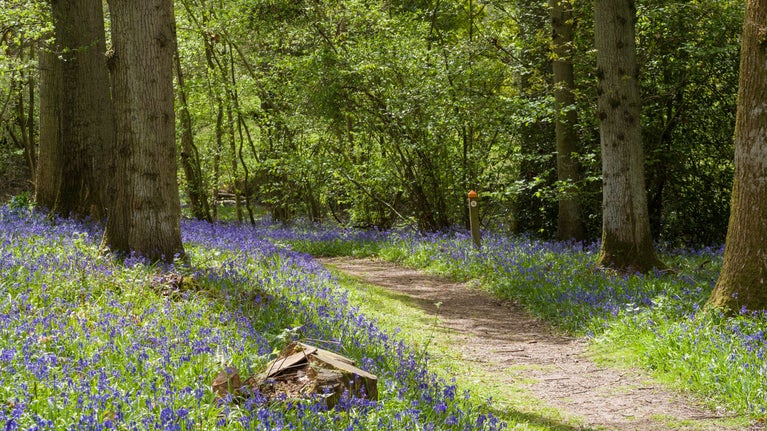 Bluebells in the the ancient woodland on the Scotney Castle estate